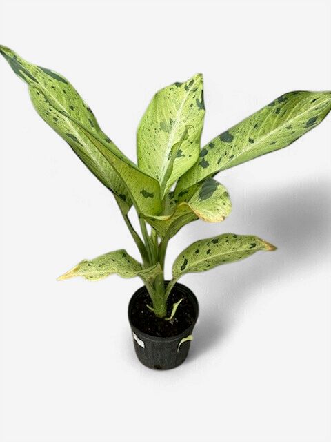 Dieffenbachias, Variety: Camouflage