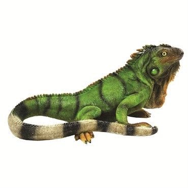 Resin Reptile Collection Iguana Statuary