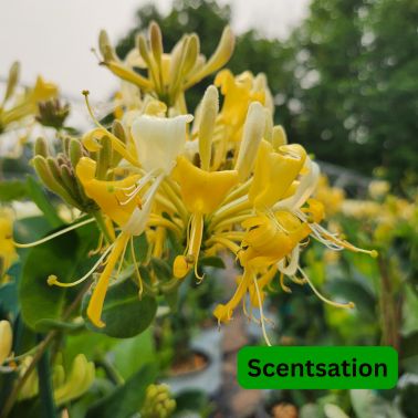 Honeysuckle Vine Scentsation