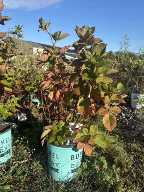 Blackberry Shrubs Baby Cakes