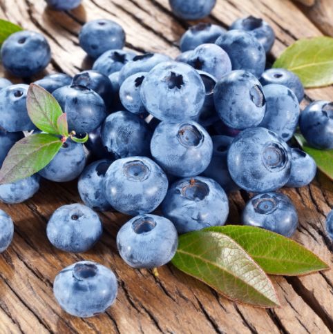 Blueberry Shrubs Bluecrop
