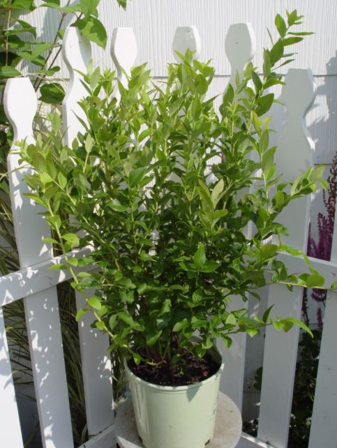 Blueberry Shrubs Blue Jay
