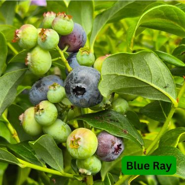 Blueberry Shrubs Blue Ray