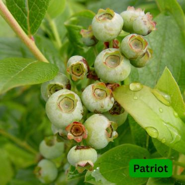 Blueberry Shrubs Patriot
