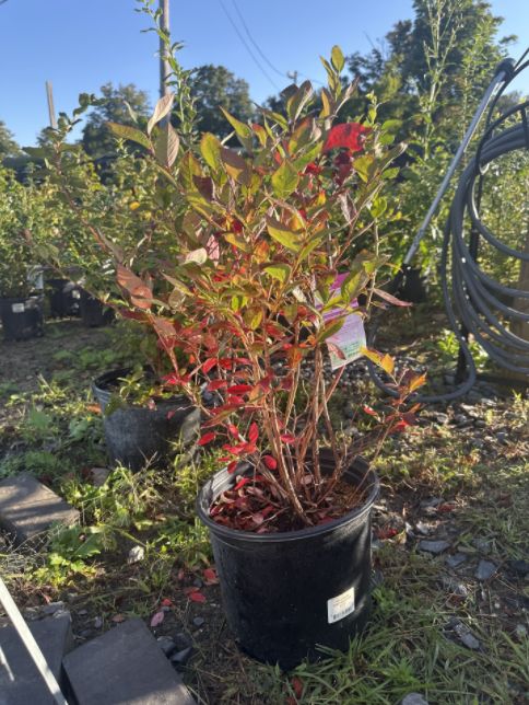 Blueberry Shrubs Duke