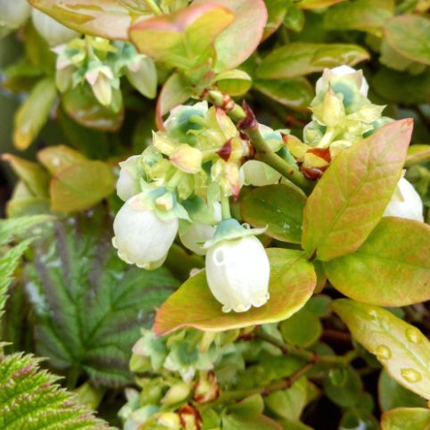 Blueberry Shrubs Jelly Bean