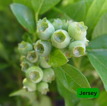 Blueberry Shrubs Jersey