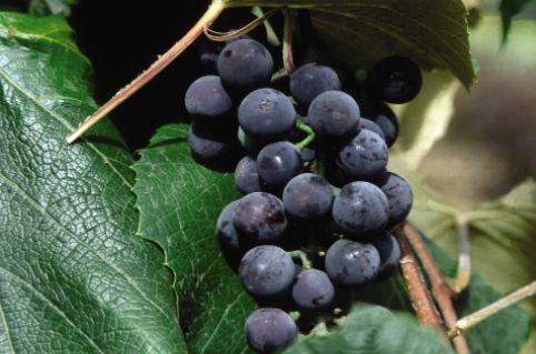Grape Vines Concord Seedless