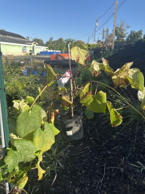 Grape Vines Reliance Seedless