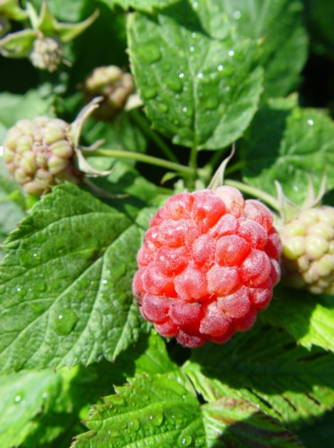 Raspberry Shrubs Raspberry Shortcake