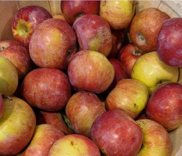 Apple Trees Cortland