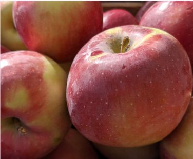 Apple Trees Empire