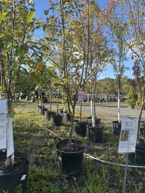 Apple Trees 4-in-1