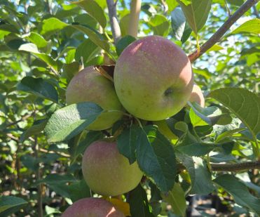 Apple Trees Fuji