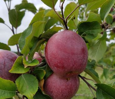 Apple Trees Macoun