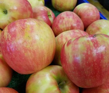 Apple Trees Honeycrisp