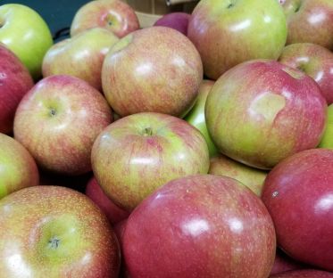 Apple Trees McIntosh
