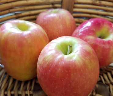 Apple Trees Pink Lady