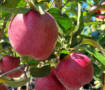 Apple Trees Red Delicious