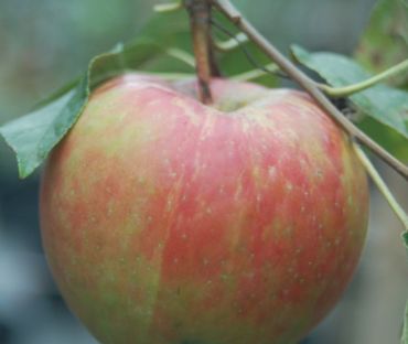 Apple Trees Royal Gala