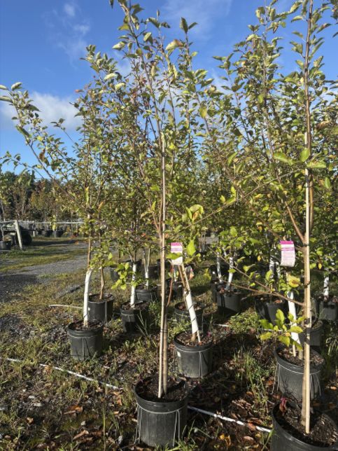 Apple Trees Crispin