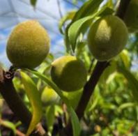 Peach Trees Redhaven