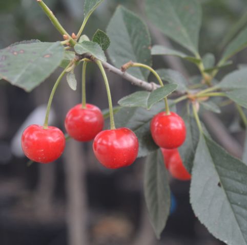 Cherry Trees North Star