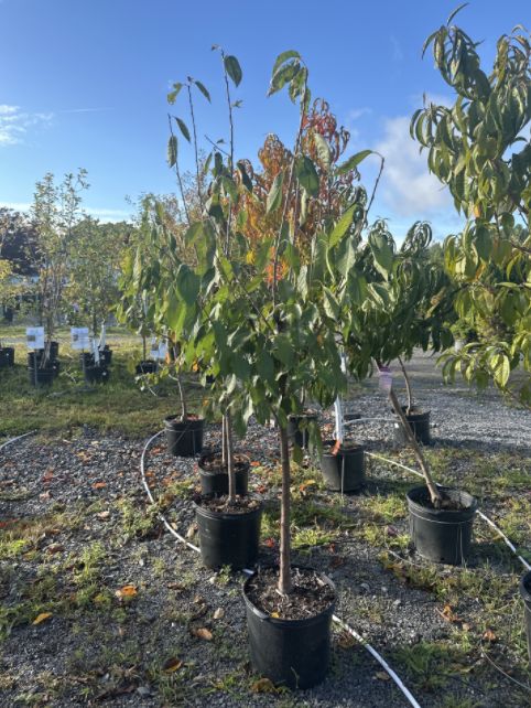 Cherry Trees Regina
