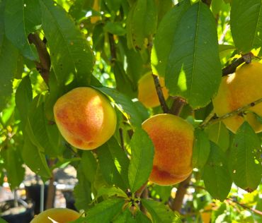 Peach Trees Elberta
