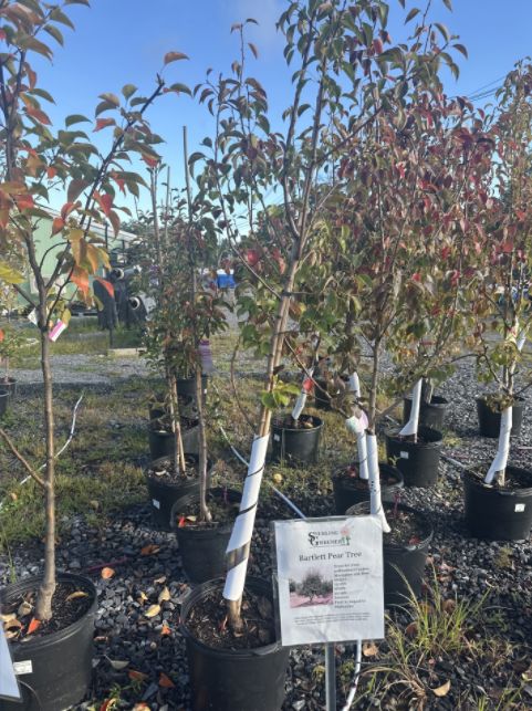 Pear Trees Bartlett