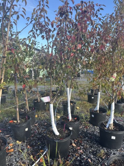 Pear Tree Luscious