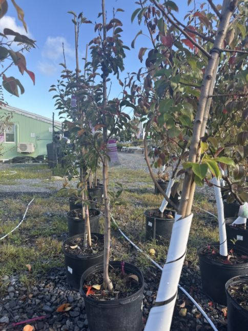 Pear Trees Red Bartlett