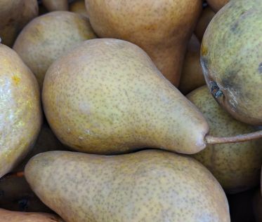 Pear Trees Bosc