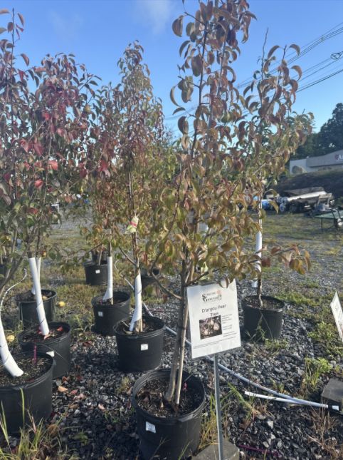 Pear Trees D'Anjou