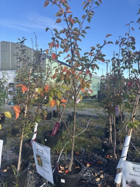 Pear Trees Hosui