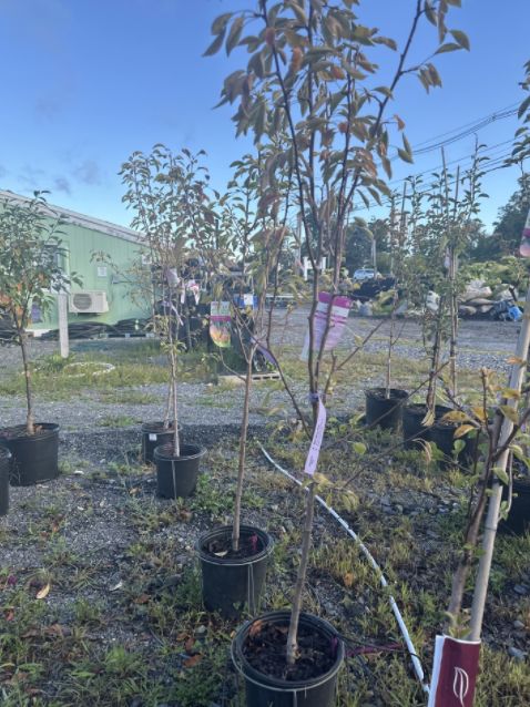 Pear Trees Moonglow, Size: #3