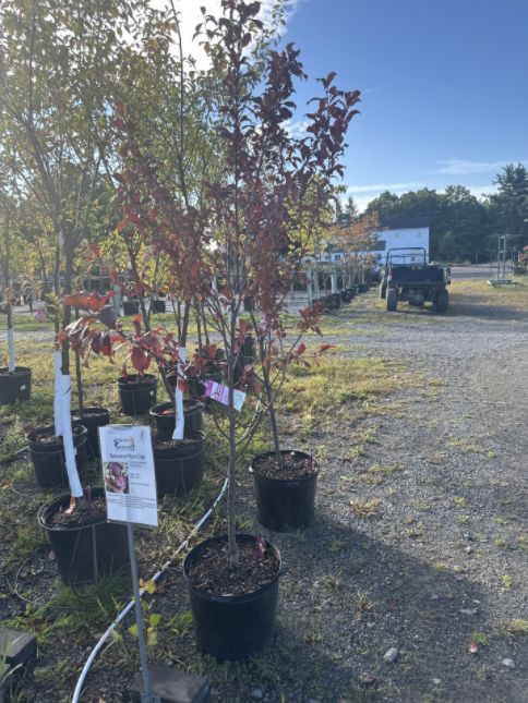 Plum Trees Satsuma