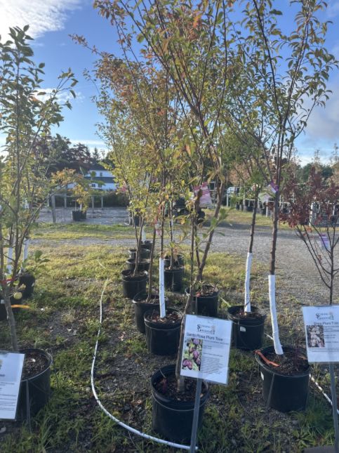 Plum Trees Santa Rosa