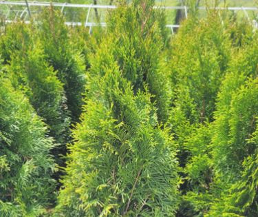 Arborvitae Trees Emerald Green