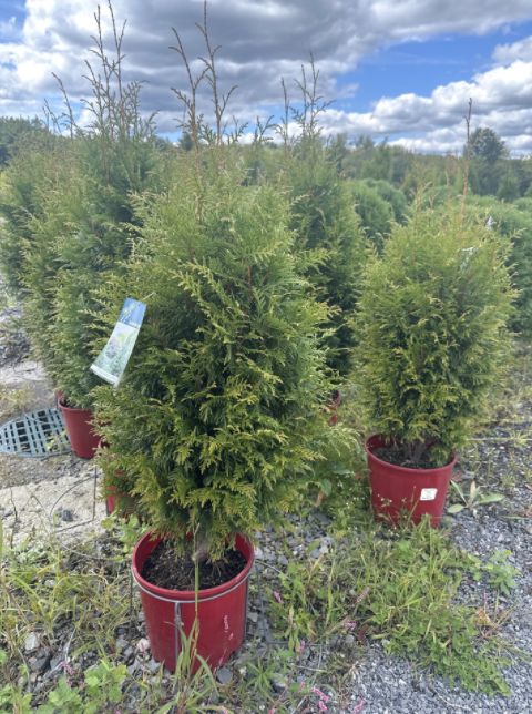 Arborvitae Trees Junior Giant, Size: #3