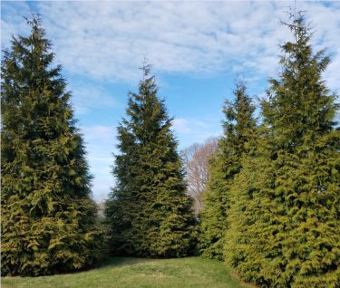 Arborvitae Trees Green Giant
