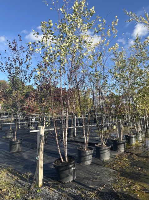 Birch Trees Heritage River