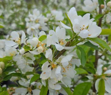 Crabapple Trees Spring Snow