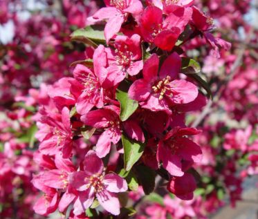 Crabapple Trees Prairifire
