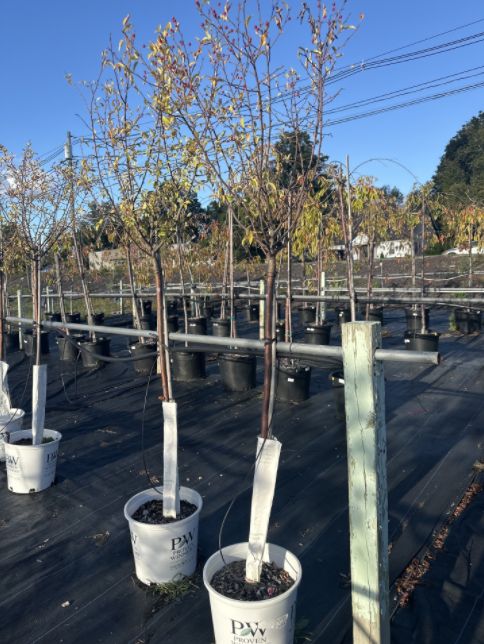 Crabapple Trees Lollipop