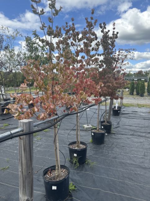 Dogwood Trees Kousa