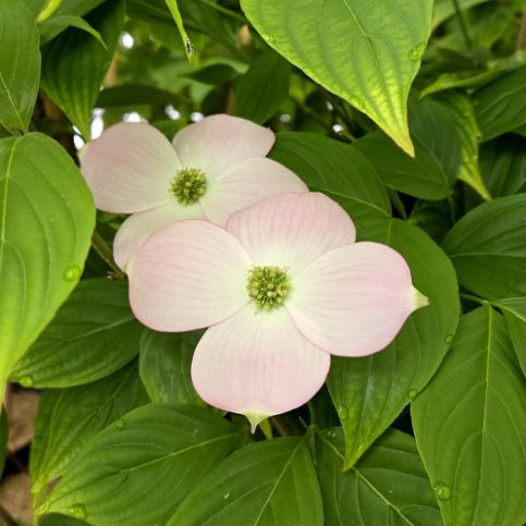 Dogwood Trees Stellar Pink