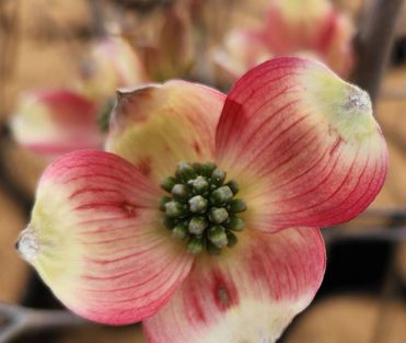Dogwood Trees Cherokee Brave