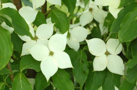 Dogwood Trees Milky Way