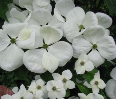 Dogwood Trees Venus